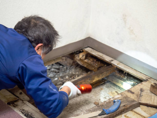Best Professional Mold Removal  in Towanda, PA