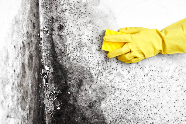 Best Mold Damage Repair  in Towanda, PA