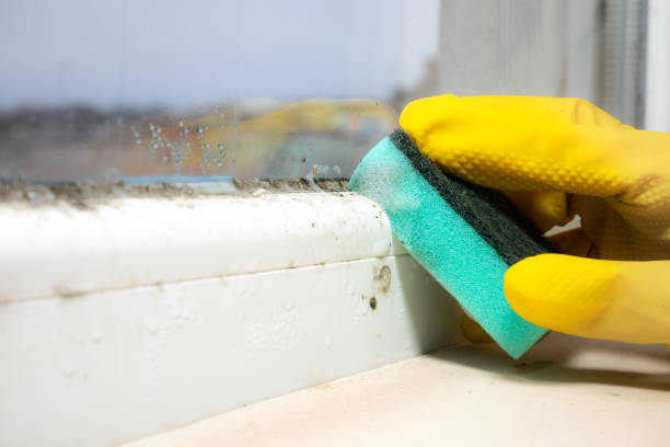 Trusted Towanda, PA Mold Removal Experts