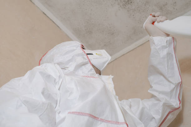 Best Same-Day Mold Removal  in Towanda, PA