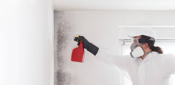 Best Mold Removal Process  in Towanda, PA