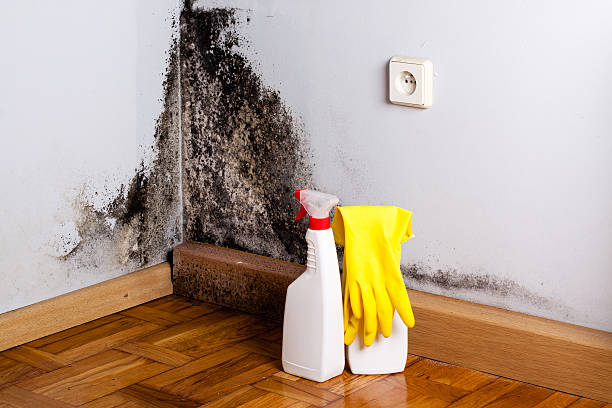 Best Home Mold Removal  in Towanda, PA