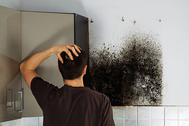 Best Mold Testing  in Towanda, PA