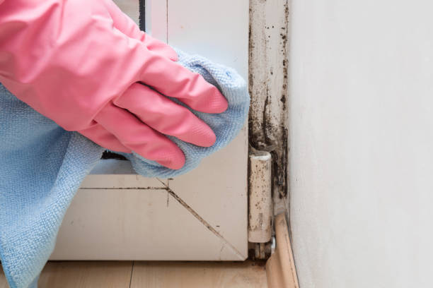 Best Mold Removal and Inspection  in Towanda, PA