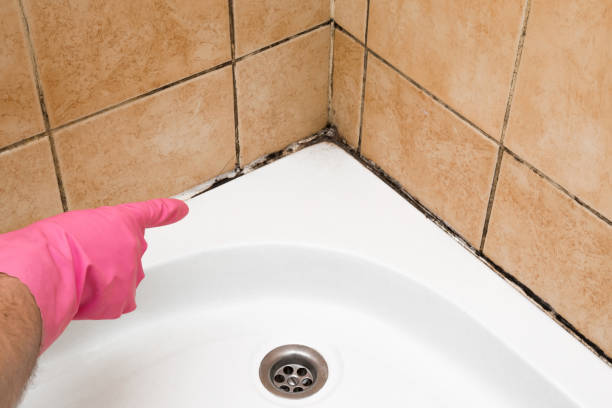 Best Mold Testing  in Towanda, PA
